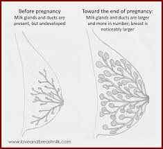 Preparing For Breastfeeding During Pregnancy Love And Breast Milk