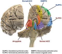 Check spelling or type a new query. Bipolar Disorder Wikipedia