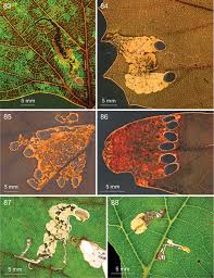 Image result for Rhoicissus revoilii