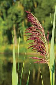 Image result for Phragmites australis