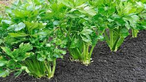 Tak perlu tunggu berbulan tanam saja daun sup sendiri guna 3 kaedah power ini kisah dunia. Panduan Dan Cara Menanam Seledri Di Rumah Rumah Com