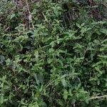 Image result for Alternanthera tenella
