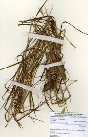 Image result for Monocymbium