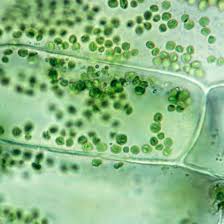 Check spelling or type a new query. Learn About Plant Cell Types And Organelles