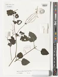 Image result for Equilabium parvum