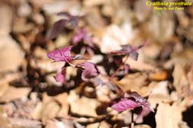 Image result for Cyathula