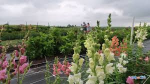 Maybe you would like to learn more about one of these? 8 Sunflower Farms Near Indianapolis U Pick Flower Farms