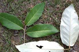 Image result for Heritiera