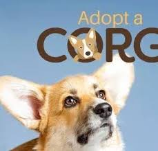 Find pembroke welsh corgi dogs and puppies from nebraska breeders. Corgi Puppies For Sale And Adoption Home Facebook