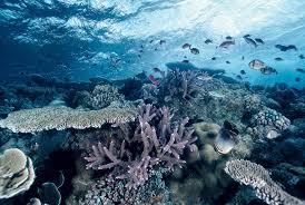 Wissenschaftlern ist es gelungen, korallen am great barrier reef zu transplantieren. Korallen Achtung Zerbrechlich Geo
