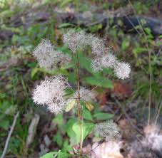 Image result for Hypolytrum pynaertii