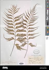 Image result for Asplenium macrophlebium