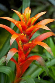 Maybe you would like to learn more about one of these? Red Orange Tropical Flower Rainforest Plants Photo Collection Rainforest Flowers Rainforest Plants Rare Flowers