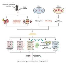 Image result for Hyperuricemia
