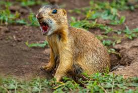 Image result for Cynomys gunnisoni obrázek