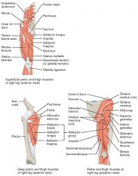 Extending across the anterior surface of the body from the superior border of the pelvis to the inferior border of the ribcage are the muscles of the abdominal. Appendicular Muscles Of The Pelvic Girdle And Lower Limbs Anatomy And Physiology I