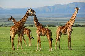At 3 to 6 years old, calves are fully mature. How Long Do Giraffes Live