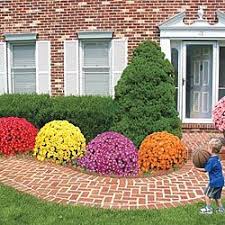 Pin By Kim Steventon On Gardening Fall Landscaping Fall Landscaping Front Yard Hardy Mums