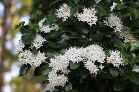 Image result for Pavetta johnstonii