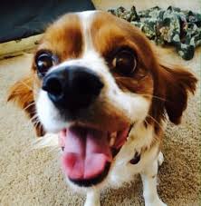 *additional pet must stay in the same kennel. Happy Tails Grooming Salon Pet Groomers 1104 Scott St Niles Mi Phone Number Services