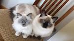 The Blue Point Ragdoll Cat Photo Gallery