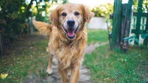 How to get a dog to come when called. Want To Get Your Dog To Come When Called Easy Just Be A Slot Machine