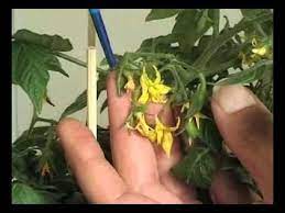 Do tomatoes grow from flowers. Pollinating Tomato Flowers Youtube