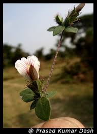 Image result for Blepharis maderaspatensis