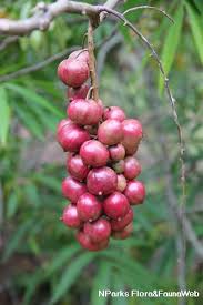 Image result for Lepisanthes