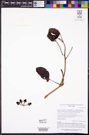 Image result for Astripomoea hyoscyamoides