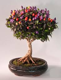 Flowering bonsai trees for sale. 26 Pictures Of Flowering Fruiting Bonsai Trees Will Make You Re Evaluate Your Entire Existence