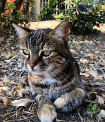 meow odtu ankara istanbul bursa balikesir izmir istanbulkedileri meow meows cat cats catsofistanbul kedi