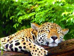 Hit List Absolute Belize Jaguar Pictures Belize Jaguar