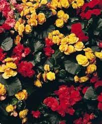 How To Maintain Rieger Begonia Flowers Tuberous Begonia Fresh Flowers Arrangements Begonia