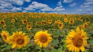 Namun ada berbagai jenis bunga matahari yang tidak tumbuh lebih dari satu meter, yaitu Mulai Bunga Mawar Hingga Matahari 5 Jenis Tanaman Berikut Mampu Atasi Stres Dan Bad Mood Halaman 3 Tribun Jatim