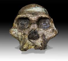 Meaning, pronunciation, synonyms, antonyms, origin, difficulty, usage index and more. Australopithecus Wikipedia