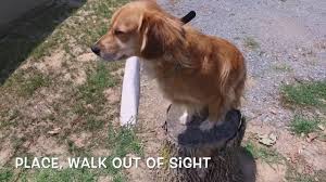If left alone for long periods of time, the golden retreiver may become mischievous. 2 Year Old Golden Retriever Rudy Golden Retriever Dog Trainers In Virginia Dc And Md Youtube