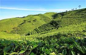 Cultur maathappy pada saat itu kebun teh ini ditanami teh dan kina. 4 Perkebunan Teh Di Jawa Timur Yang Asyik Buat Liburan