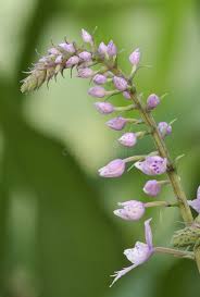 Image result for Stenoglottis