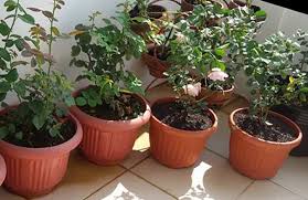 Pot tanaman dengan desain unik mampu membuat area kebun sayuran di rumah menjadi lebih cantik dan menarik. 12 Tips Menanam Merawat Bunga Mawar Di Pot Polybag Agar Cepat Berbunga Berita Pertanian Mitalom