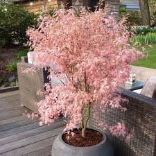 Winterbluhende Alpenrose Garten Bepflanzen Bepflanzung Garten