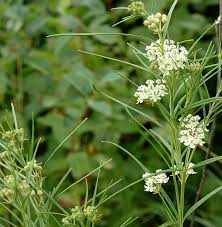 Dainty Whorled Milkweed White Asclepias Verticillata Asclepias Milkweed White Flowers