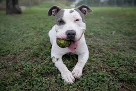 Gator pitbull, or otherwise known as the gator mouth pitbull, is actually a pitbull that is the direct do not buy from puppy mills, or from the individual who claims that they have gator pitbull for sale. Alligator Pitbull