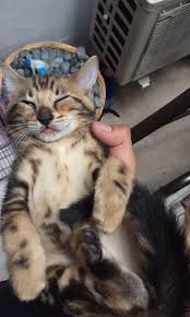 Bahkan si bengal ini juga sangat. Kitten Kucing Bengal Marble Perlengkapan Hewan Aksesoris Hewan Di Carousell