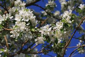 Fragrant white flowering tree weeping flowering crabapple tree 10 best crabapple trees white flowering shrub tree malus crab apple trees fast growing flowering trees small flowering trees zone 9 purple crabapple tree prairifire flowering crabapple tree fruitless crabapple tree. White Flowers On Crabapple Tree Picture Free Photograph Photos Public Domain