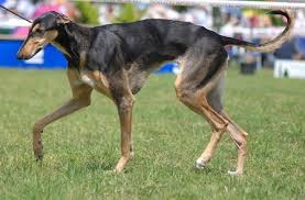 Chart Polski Polish Greyhound Breed Information History