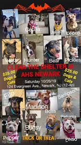 Amusing them, inspiring them, inviting them, charming them. Jennifer Kohl On Twitter Help Clear The Newark Animal Shelter This Saturday So Many Sweet Need A Safe Loving Home