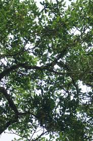 Image result for Ficus sansibarica