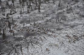 Kini hp mu bisa dijadikan mesin uang. Photos Of The Month Wildlife Kobuk Valley National Park U S National Park Service Running Herd
