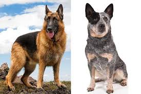 Queensland schäferhund / — transport and main roads queensland (@tmrqld) march 22, 2021. German Shepherd Vs Blue Heeler Two Guard Dogs With Very Different Temperaments Anything German Shepherd